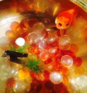 I am afraid of losing those I love, even our pet fish.