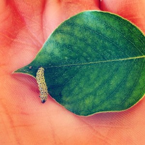 Humble little guy, isn't he? And yet, he possesses the beauty of a thousand colors inside.